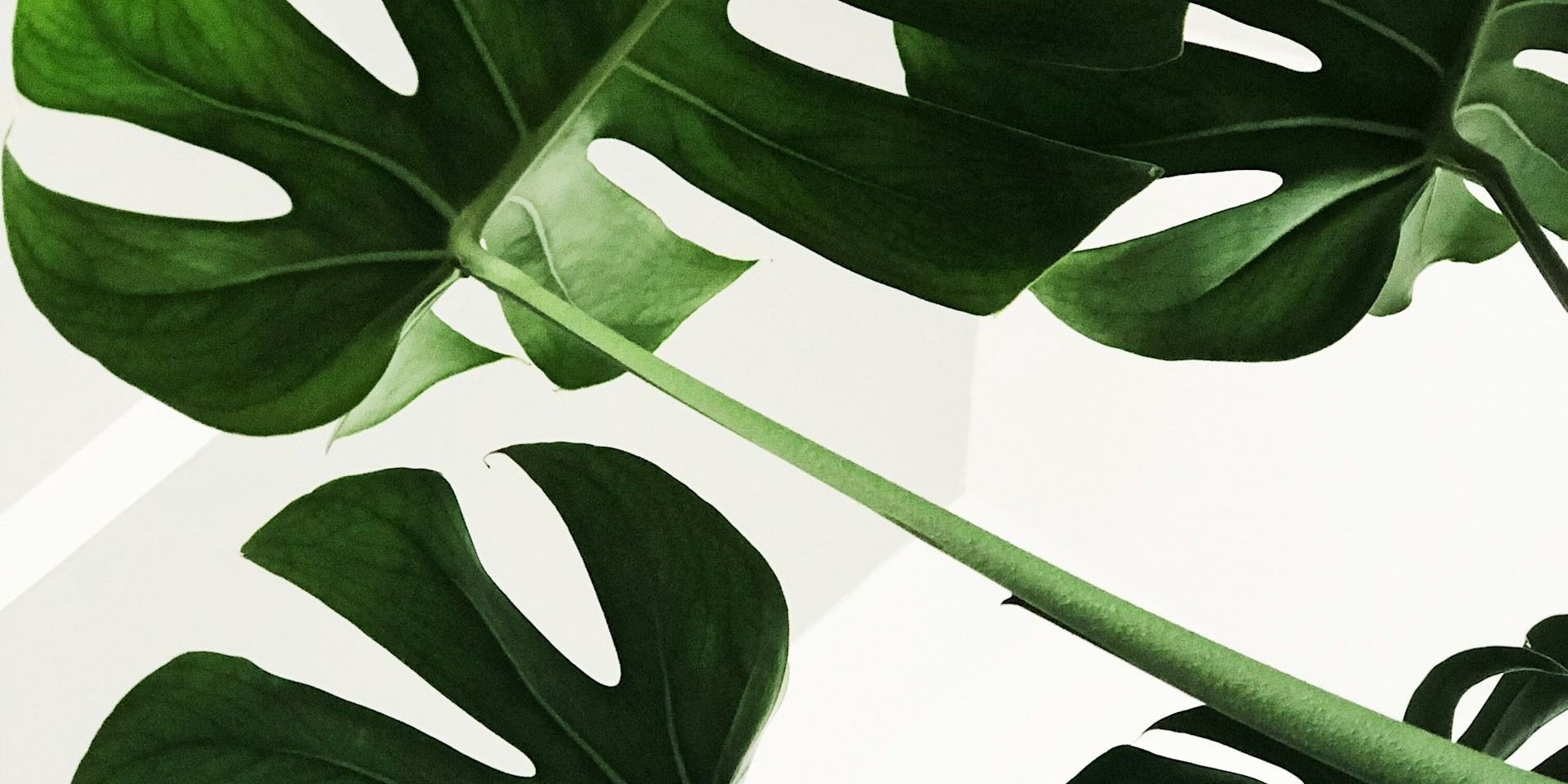 decorative
