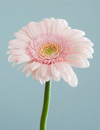 Gerrie Blench