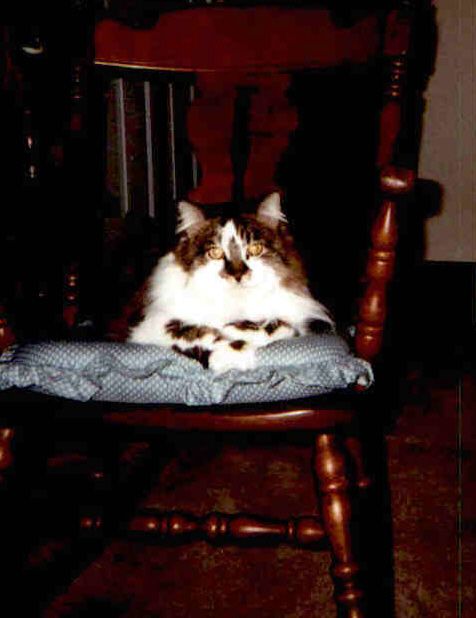 Karen J Gordon