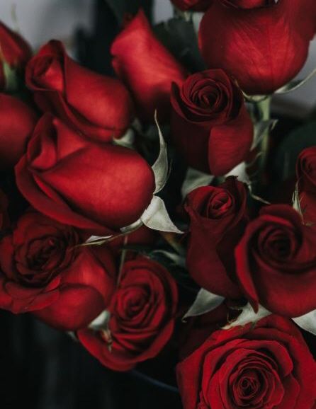 Rose S. DiPiazza