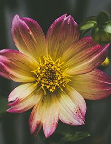 Judith Johnsrud