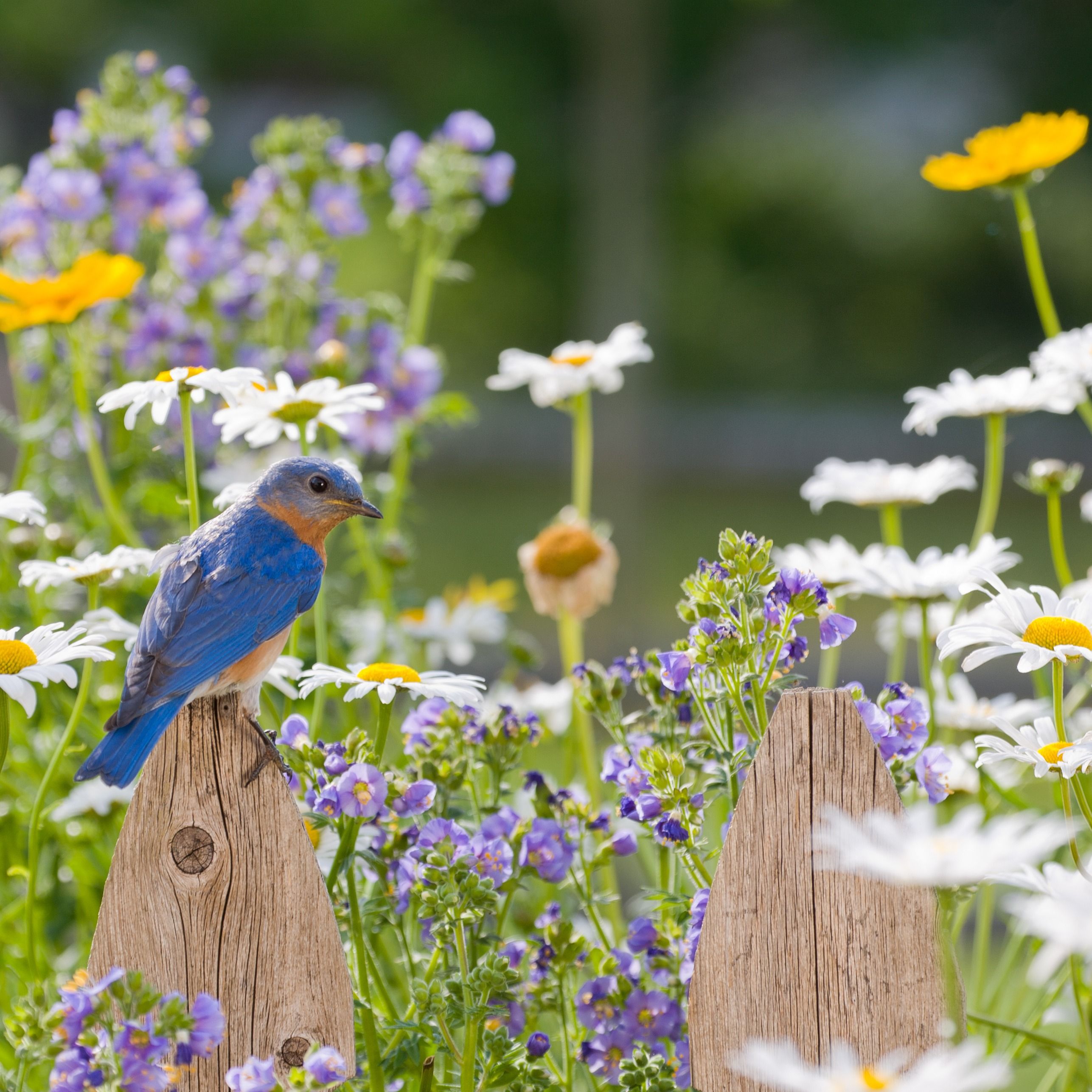 Grace Diede's obituary photo'