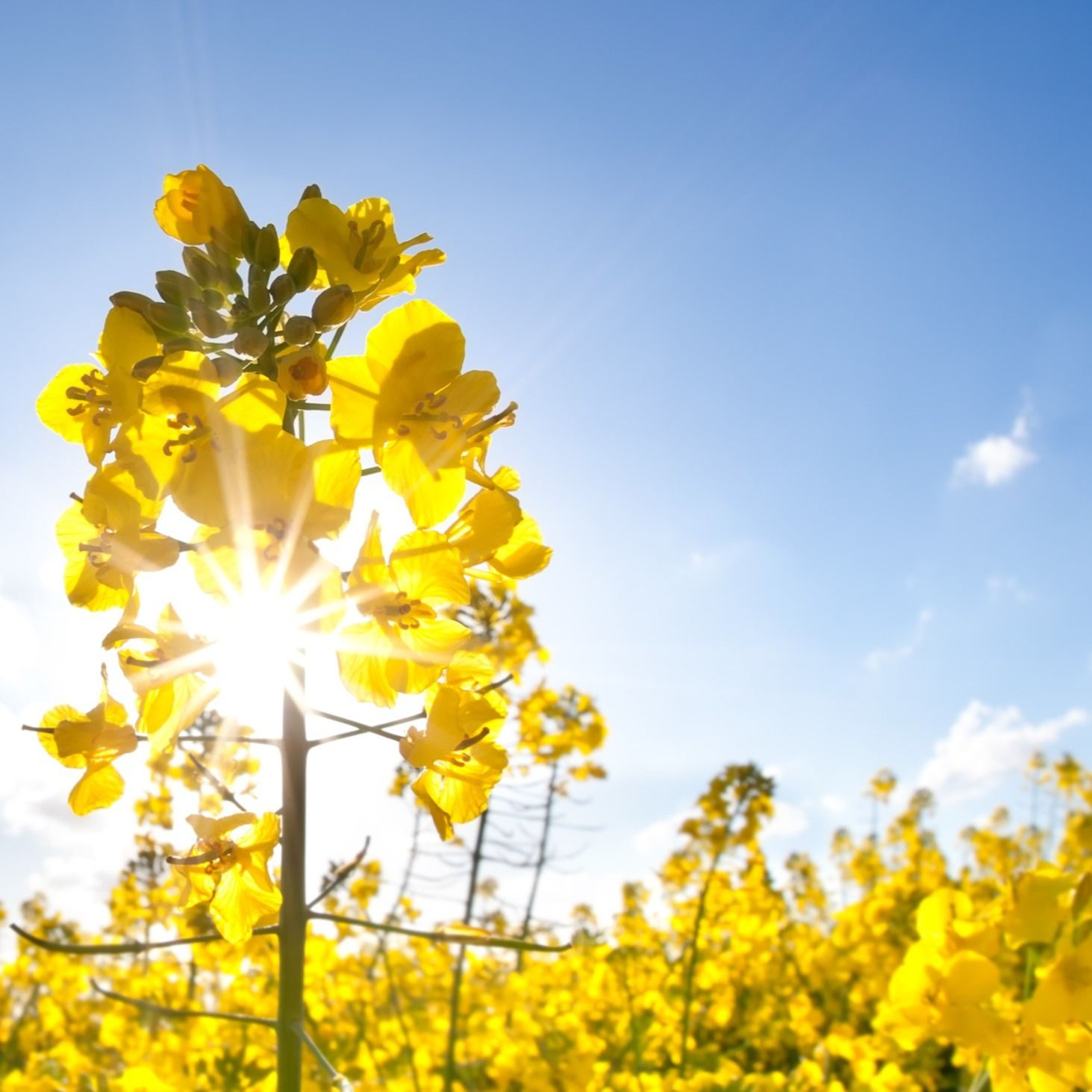 Yvonne Szarkowski's obituary photo'