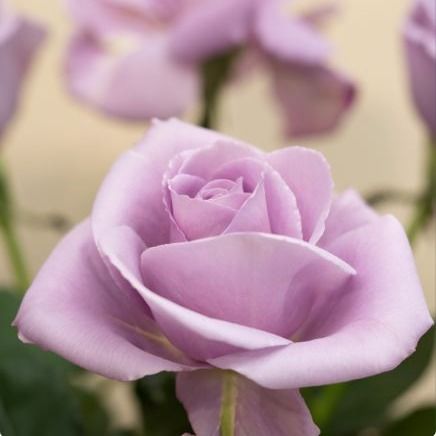 Carol Splonskowski's obituary photo'