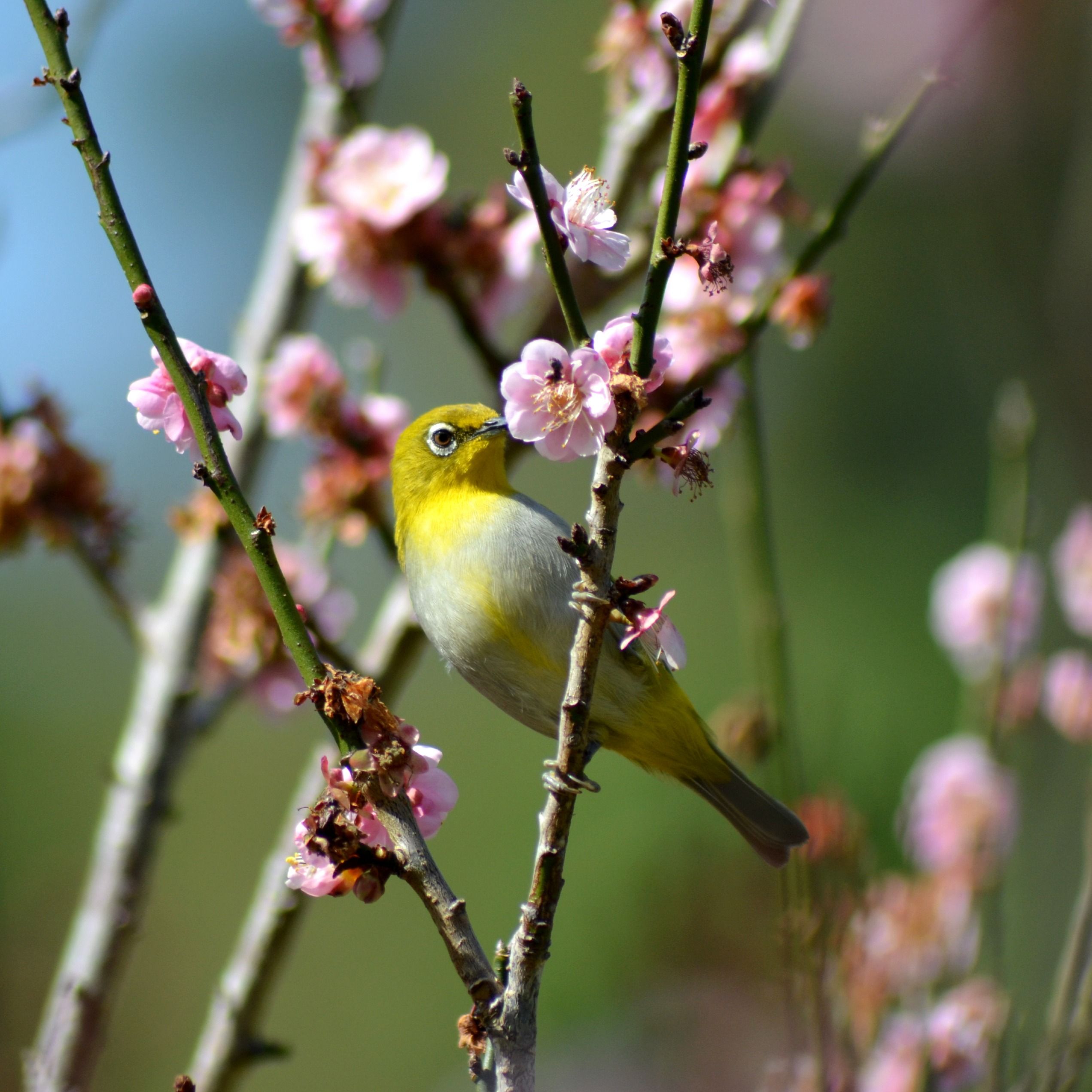 Gayle Schmidt's obituary photo'