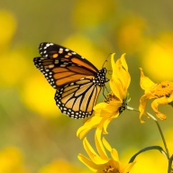 Janice McCarty's obituary photo'