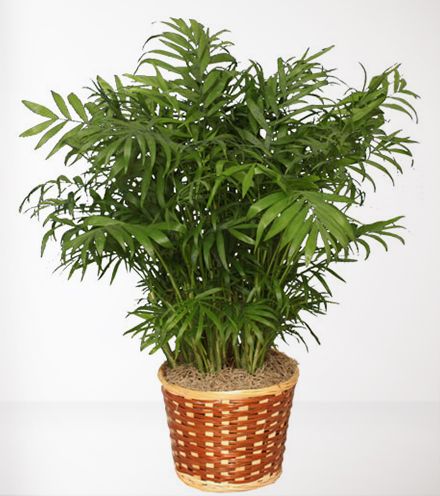 Image attached to comment