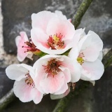 Janet Tillery's obituary photo'