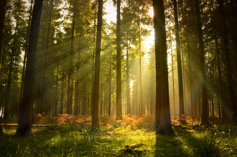 Robert Anderson III