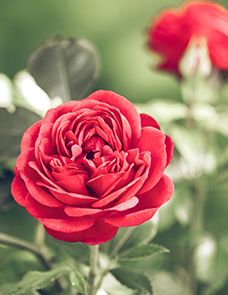 Elisabeth Hizer