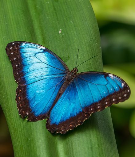 Denyle Pierce