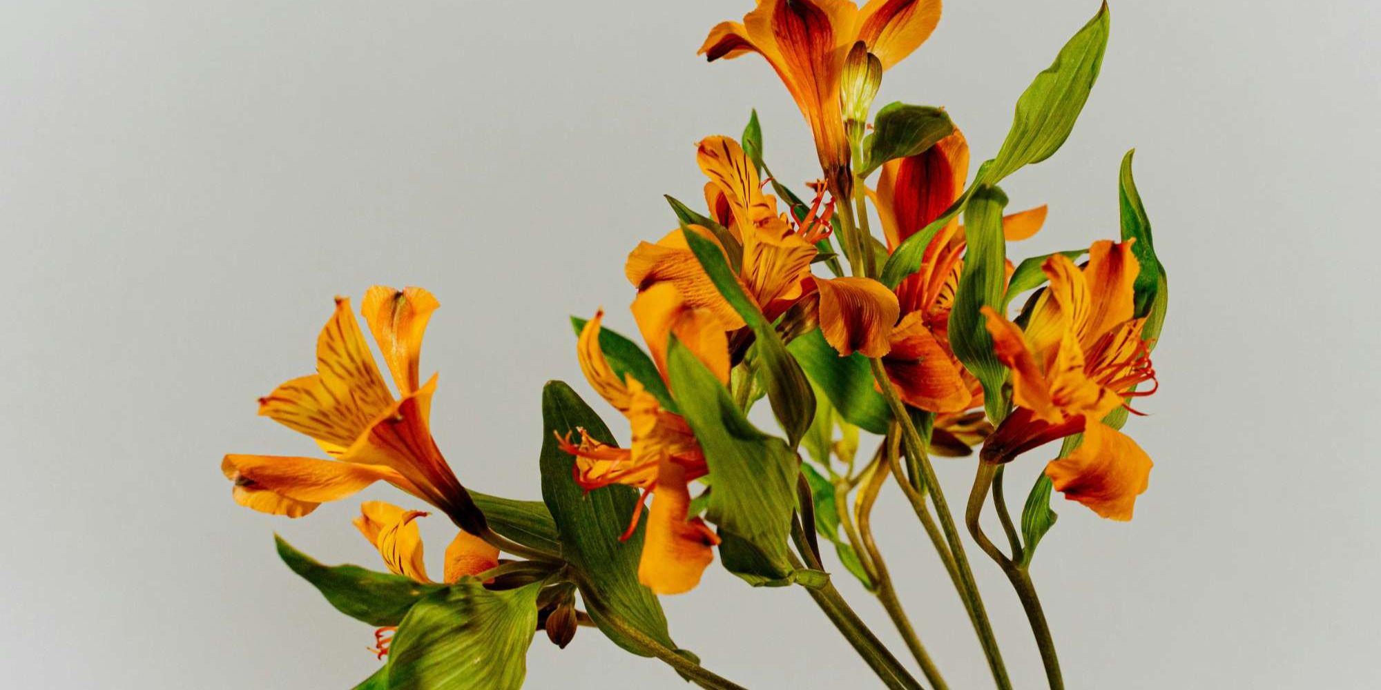 decorative